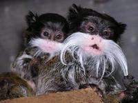 Saguinus imperator - Emperor Tamarin