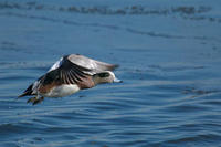 Image of: Anas americana (American wigeon)