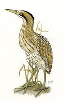 Image of: Botaurus stellaris (Eurasian bittern)