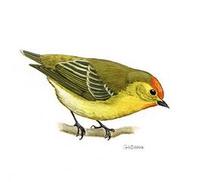 Image of: Cephalopyrus flammiceps (fire-capped tit)