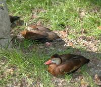 Image of: Dendrocygna autumnalis (black-bellied whistling-duck)