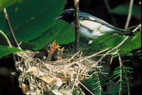 Image of: Dendroica caerulescens (black-throated blue warbler)