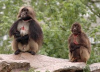 Theropithecus gelada - Gelada Baboon