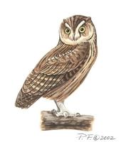 Image of: otus insularis (Seychelles scops owl)