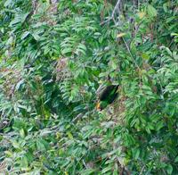 Image of: Poicephalus gulielmi (red-fronted parrot)