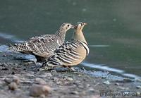 Image of: Pterocles indicus (painted sandgrouse)