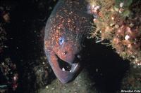 Gymnothorax mordax - California Moray