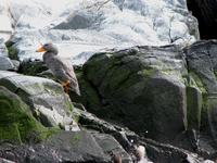 Image of: Tachyeres pteneres (flightless steamerduck)