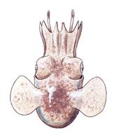 Image of: Stoloteuthis leucoptera