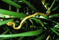 Image of: Boiga irregularis (brown tree snake)