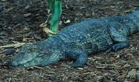 Image of: Caiman latirostris (broad-snouted caiman)