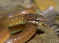 Image of: Rhadinaea flavilata (pine woods snake)