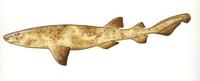 Image of: Cephaloscyllium ventriosum (swell shark)