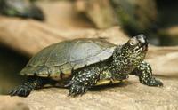 Emys orbicularis - European Pond Turtle