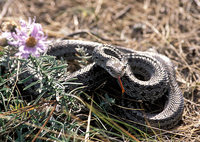 Elaphe dione - Dione Ratsnake