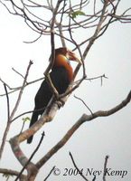 Sumba Hornbill - Aceros everetti