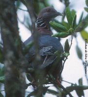 Sri Lanka Wood Pigeon - Columba torringtoniae