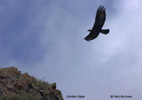 Golden Eagle - Aquila chrysaetos