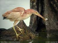 Yellow Bittern - Ixobrychus sinensis