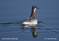 Red-necked Phalarope - Phalaropus lobatus