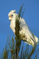 Little Corella