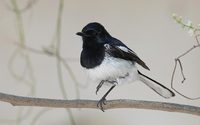 Madagascar Magpie-Robin (Copsychus albospecularis) photo