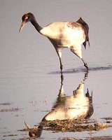 Black-necked Crane - Grus nigricollis