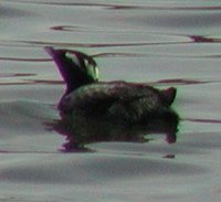 Japanese Murrelet - Synthliboramphus wumizusume