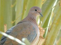 Laughing Dove - Streptopelia senegalensis