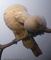 Torresian Imperial-Pigeon - Ducula spilorrhoa