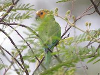 Brown-throated Parakeet - Aratinga pertinax