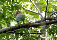 Brown-hooded Parrot - Pionopsitta haematotis