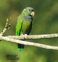 Scaly-headed Parrot - Pionus maximiliani