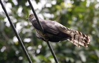 Common Hawk-Cuckoo - Cuculus varius