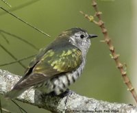 Shining Bronze-Cuckoo - Chrysococcyx lucidus