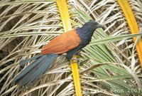Greater Coucal - Centropus sinensis