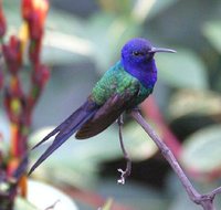 Swallow-tailed Hummingbird - Eupetomena macrourus