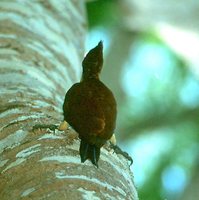 Chestnut Woodpecker - Celeus elegans