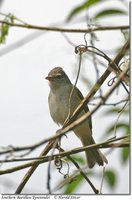 Southern Beardless-Tyrannulet - Camptostoma obsoletum