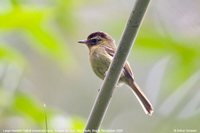 Large-headed Flatbill - Ramphotrigon megacephala