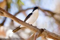 Restless Flycatcher - Myiagra inquieta