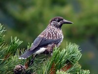 Eurasian Nutcracker - Nucifraga caryocatactes