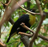 Golden Myna - Mino anais