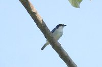 Hooded Tanager - Nemosia pileata