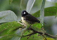 Yellow-bellied Seedeater - Sporophila nigricollis