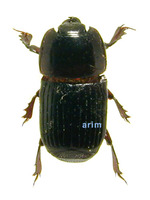 긴풍뎅이붙이 - Platysoma lineicollis