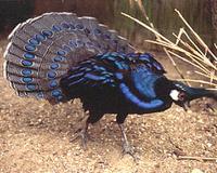 Palawan peacock pheasant