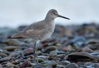 Western Willet