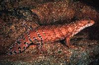 Skink Egernia depressa Australia Spiny tail Saxicolous