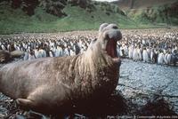 Elephant Seal